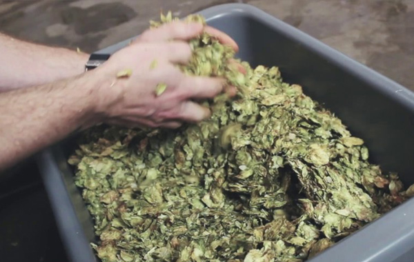Instagram “Brew Day”